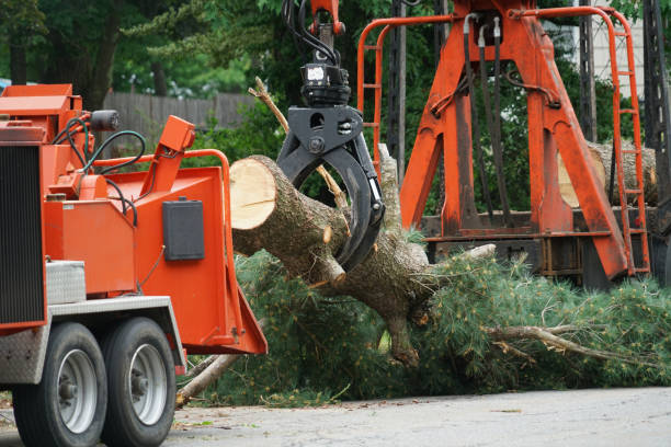 Reliable Gorman, NC Tree Services Solutions